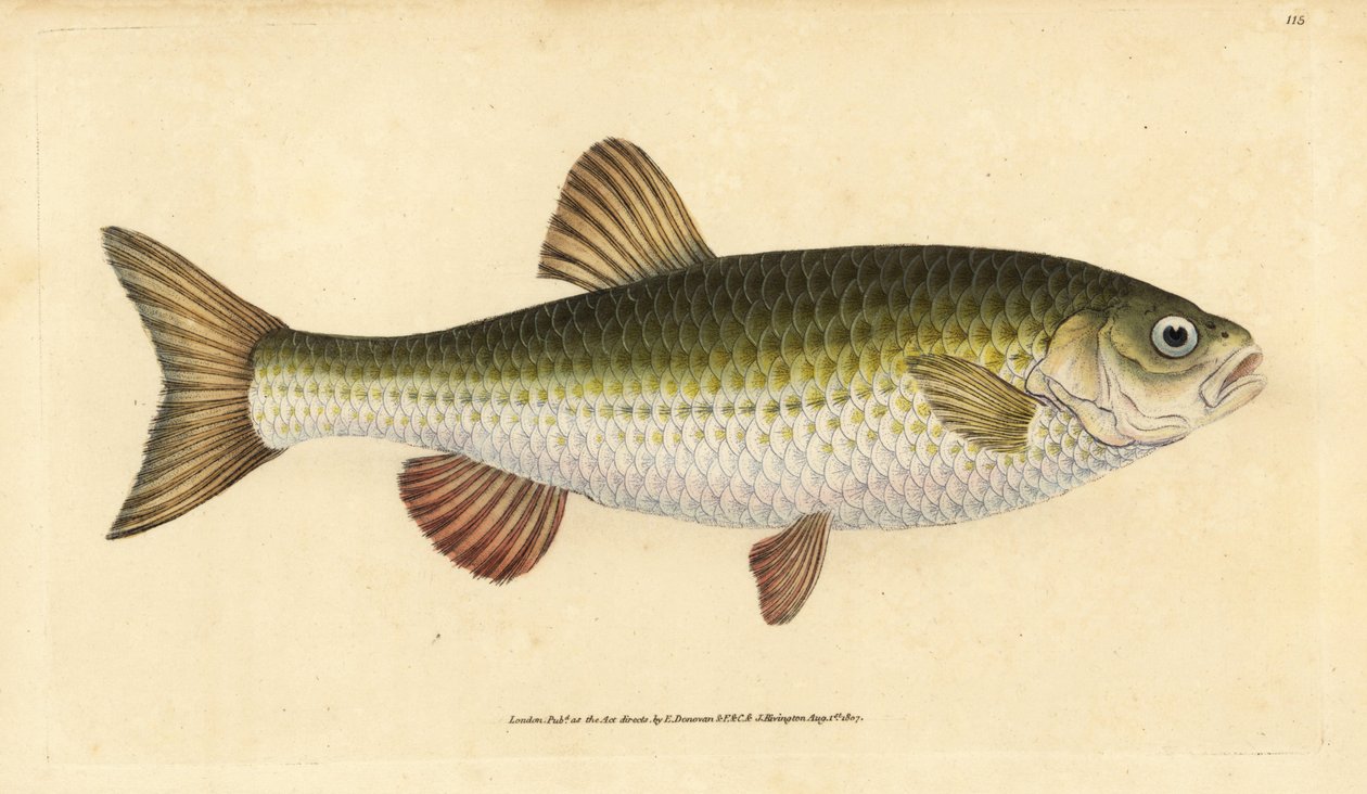 إيد ، Leuciscus idus (Chub ، Cyprinus jeses). لوح نحاسي ملون يدويًا رسمه ونقشه إدوارد دونوفان من كتابه "التاريخ الطبيعي للأسماك البريطانية" ، دونوفان وإف سي وجيه. ريفينغتون ، لندن بواسطة إدوارد دونوفان