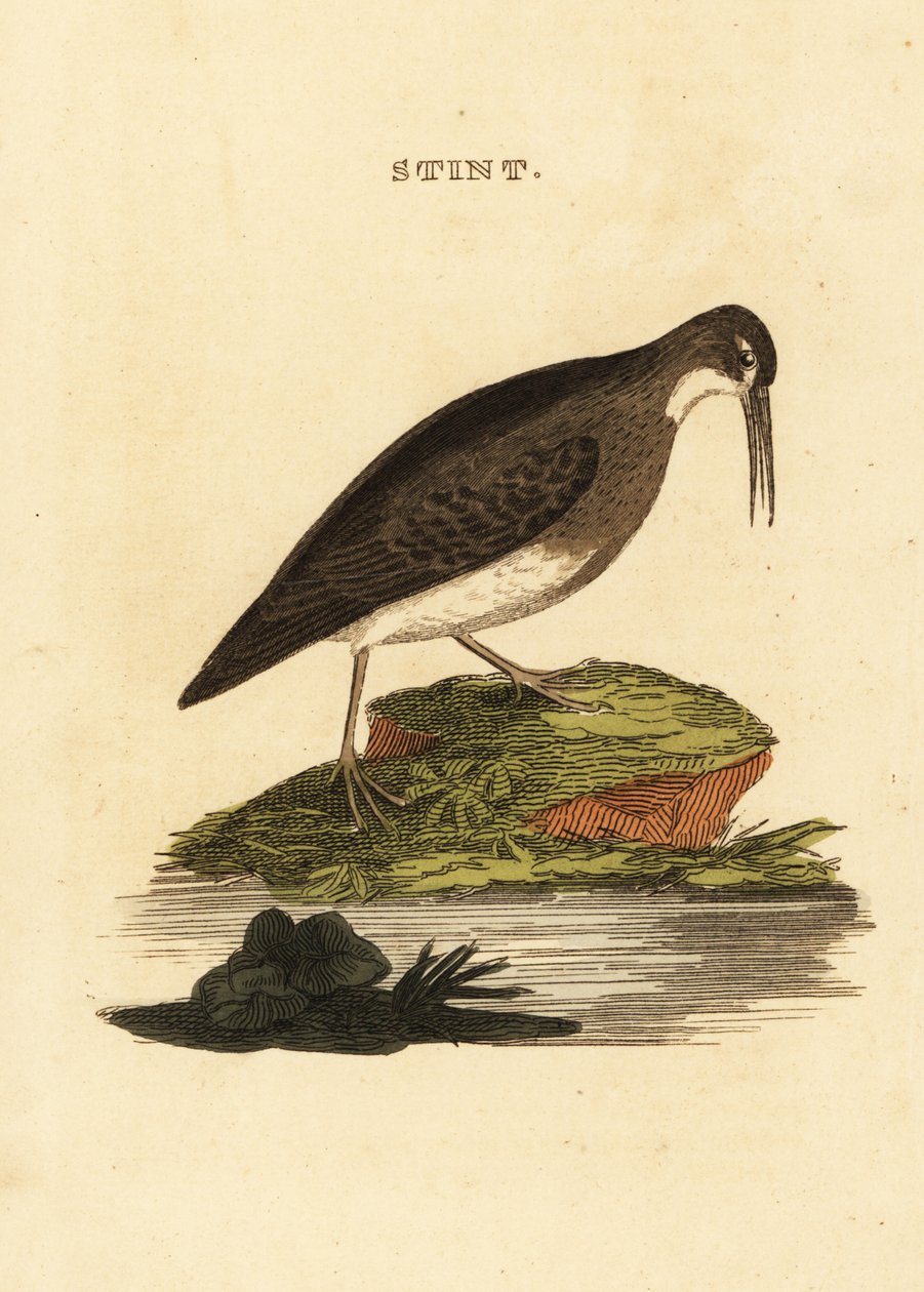 Least sandpiper، Calidris minutilla بواسطة إدوارد دونوفان