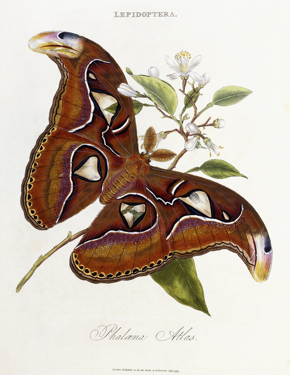 Lepidoptera: Phaloena Atlas ، 1798-1799 بواسطة إدوارد دونوفان