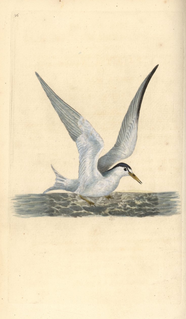 الخرشنة الصغيرة أو الصغيرة ، Sternula albifrons. لوح نحاسي ملون يدويًا رسمه ونقشه إدوارد دونوفان من كتابه "التاريخ الطبيعي للطيور البريطانية" ، لندن بواسطة إدوارد دونوفان