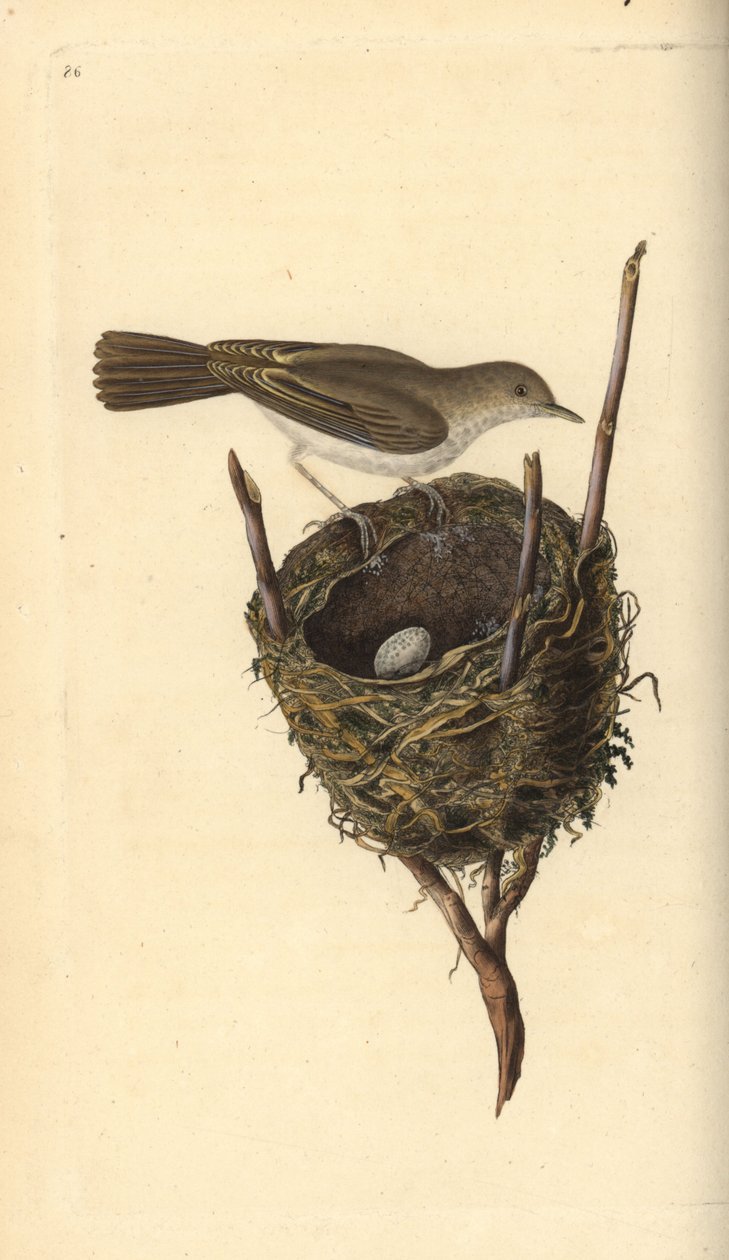 whitethroat الصغرى ، Sylvia communis ، مع العش والبيض. لوح نحاسي ملون يدويًا رسمه ونقشه إدوارد دونوفان من كتابه "التاريخ الطبيعي للطيور البريطانية" ، لندن بواسطة إدوارد دونوفان