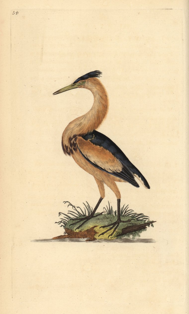القليل من المر ، Ixobrychus minutus. لوح نحاسي ملون يدويًا رسمه ونقشه إدوارد دونوفان من كتابه "التاريخ الطبيعي للطيور البريطانية" ، لندن بواسطة إدوارد دونوفان