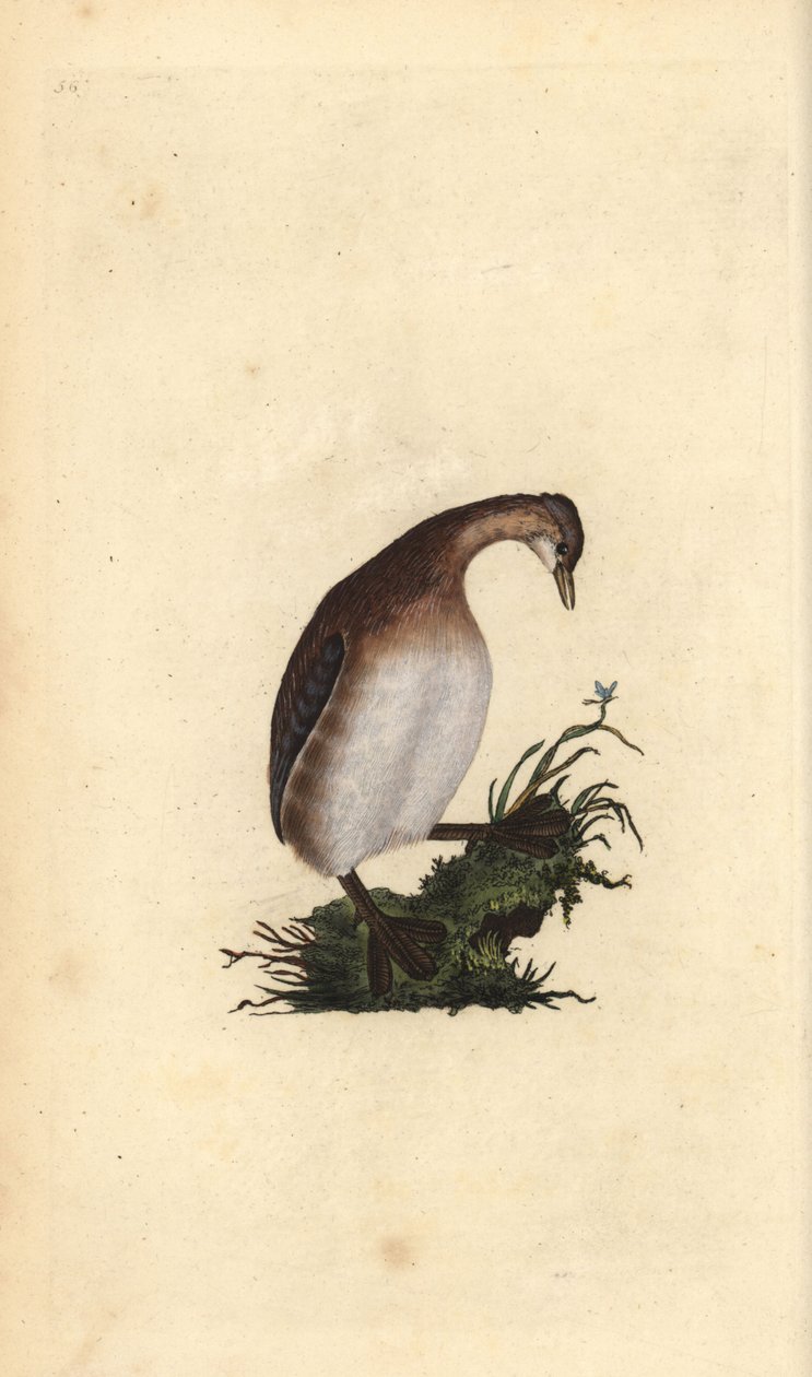 القليل من الغريب ، Tachybaptus ruficollis. لوح نحاسي ملون يدويًا رسمه ونقشه إدوارد دونوفان من كتابه "التاريخ الطبيعي للطيور البريطانية" ، لندن بواسطة إدوارد دونوفان