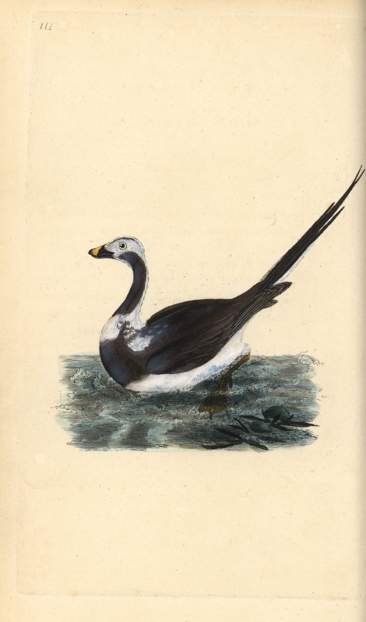 بطة طويلة الذيل ، Clangula hyemalis. غير حصين. لوح نحاسي ملون يدويًا رسمه ونقشه إدوارد دونوفان من كتابه "التاريخ الطبيعي للطيور البريطانية" ، لندن بواسطة إدوارد دونوفان