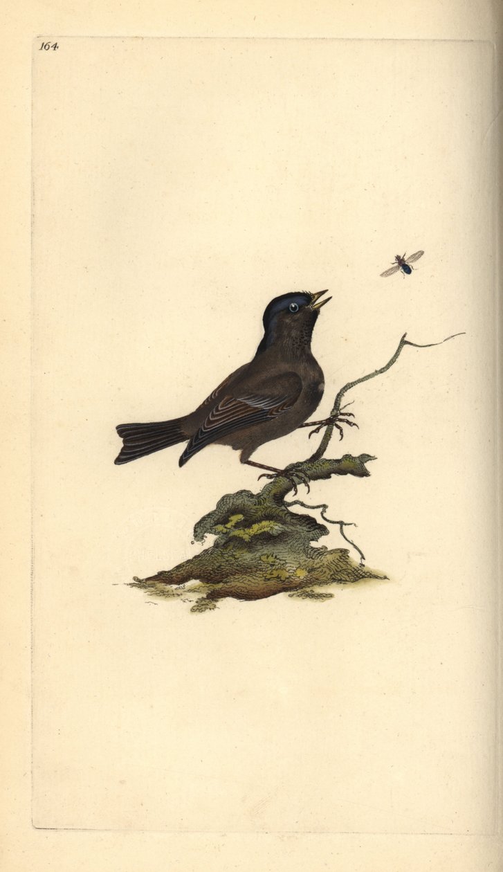 مارش تيت ، Poecile Palustris. لوح نحاسي ملون يدويًا رسمه ونقشه إدوارد دونوفان من كتابه "التاريخ الطبيعي للطيور البريطانية" ، لندن بواسطة إدوارد دونوفان