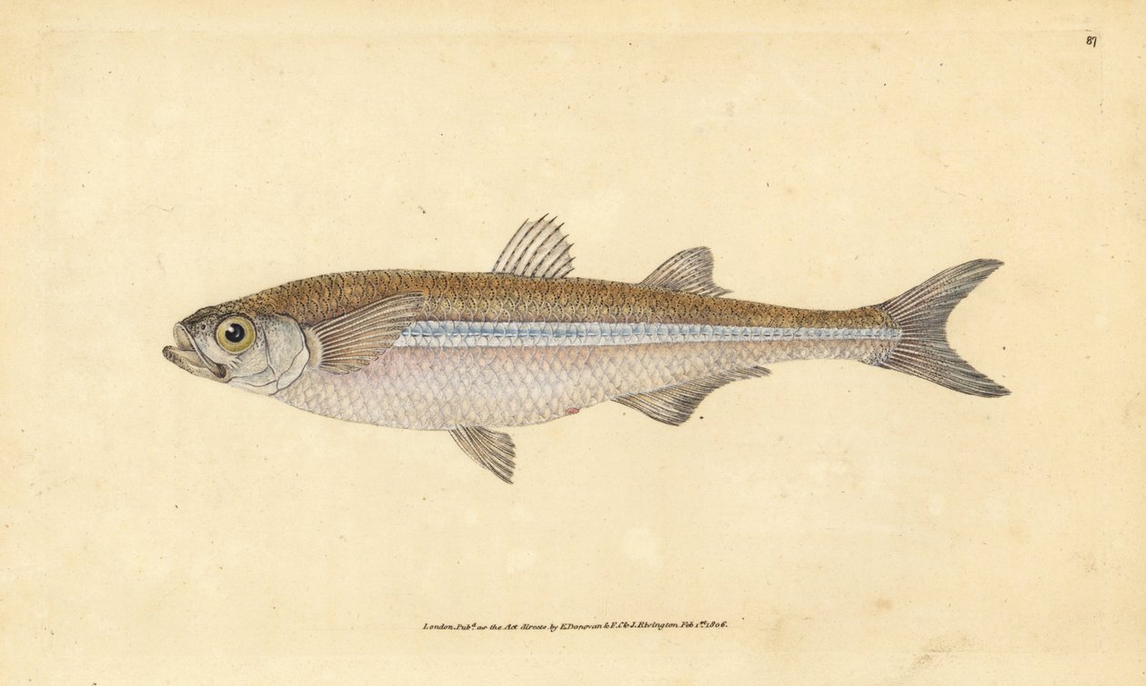 تفوح رمل البحر الأبيض المتوسط أو الأثيرين الأوروبي ، Atherina hepsetus. لوح نحاسي ملون يدويًا رسمه ونقشه إدوارد دونوفان من كتابه "التاريخ الطبيعي للأسماك البريطانية" ، دونوفان وإف سي و ج. بواسطة إدوارد دونوفان