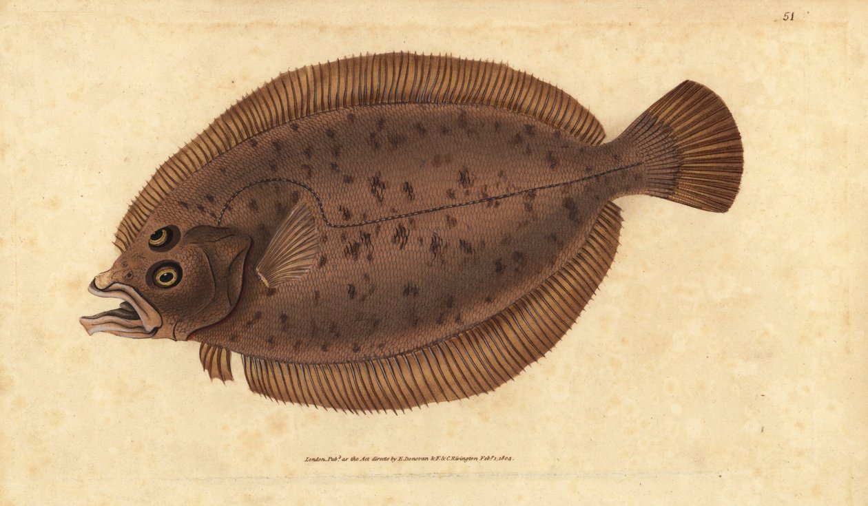 Megrim أو whiff ، Lepidorhombus whiffiagonis (Pleuronectes megastoma). لوح نحاسي ملون يدويًا رسمه ونقشه إدوارد دونوفان من كتابه "التاريخ الطبيعي للأسماك البريطانية" ، دونوفان وإف سي و ج. بواسطة إدوارد دونوفان