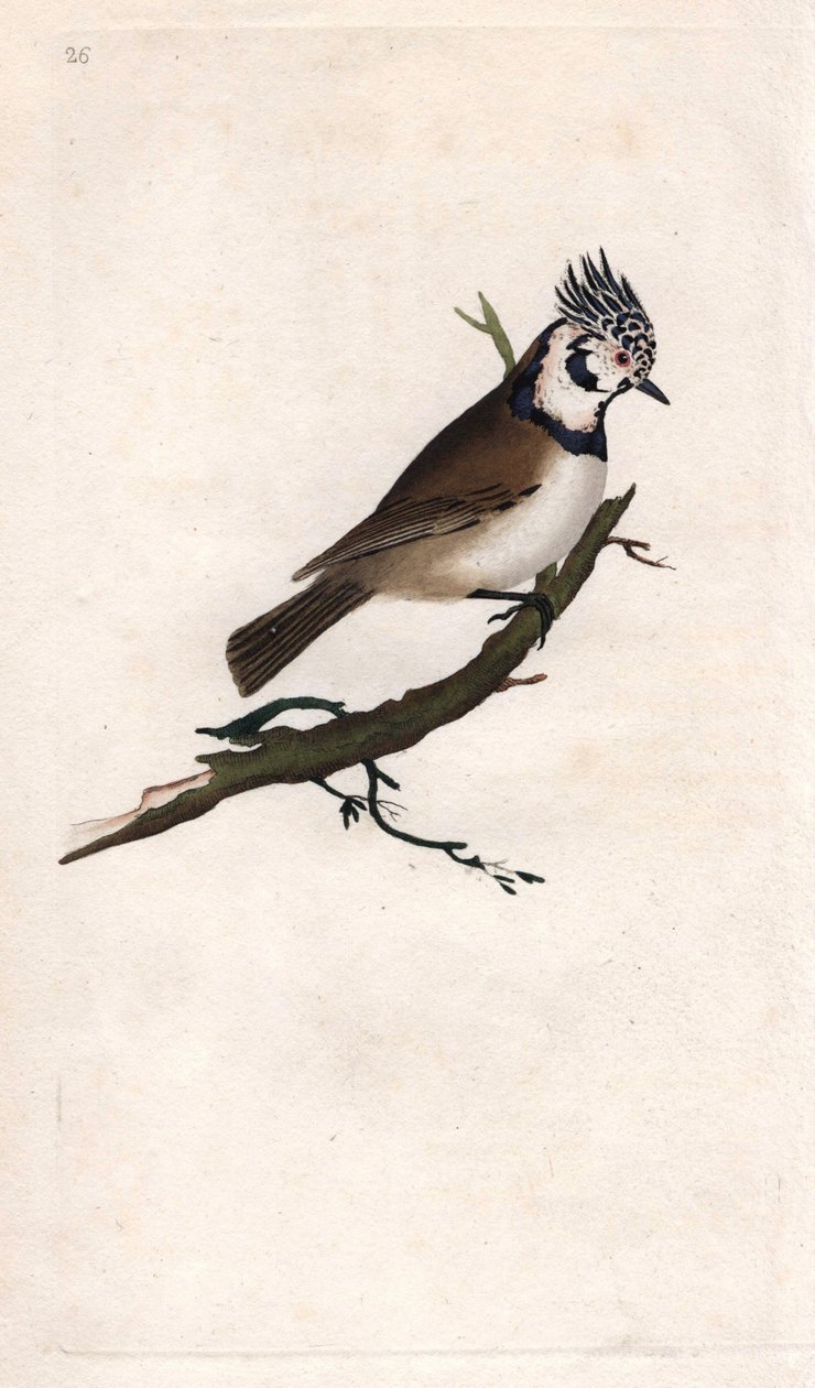 ميسينج متوج. Lopophanes cristatus cristatus (باروس كريستاتوس). نقش على النحاس بواسطة إدوارد دونوفان (1768-1837) ، نُشر في التاريخ الطبيعي للطيور البريطانية ، لندن بواسطة إدوارد دونوفان