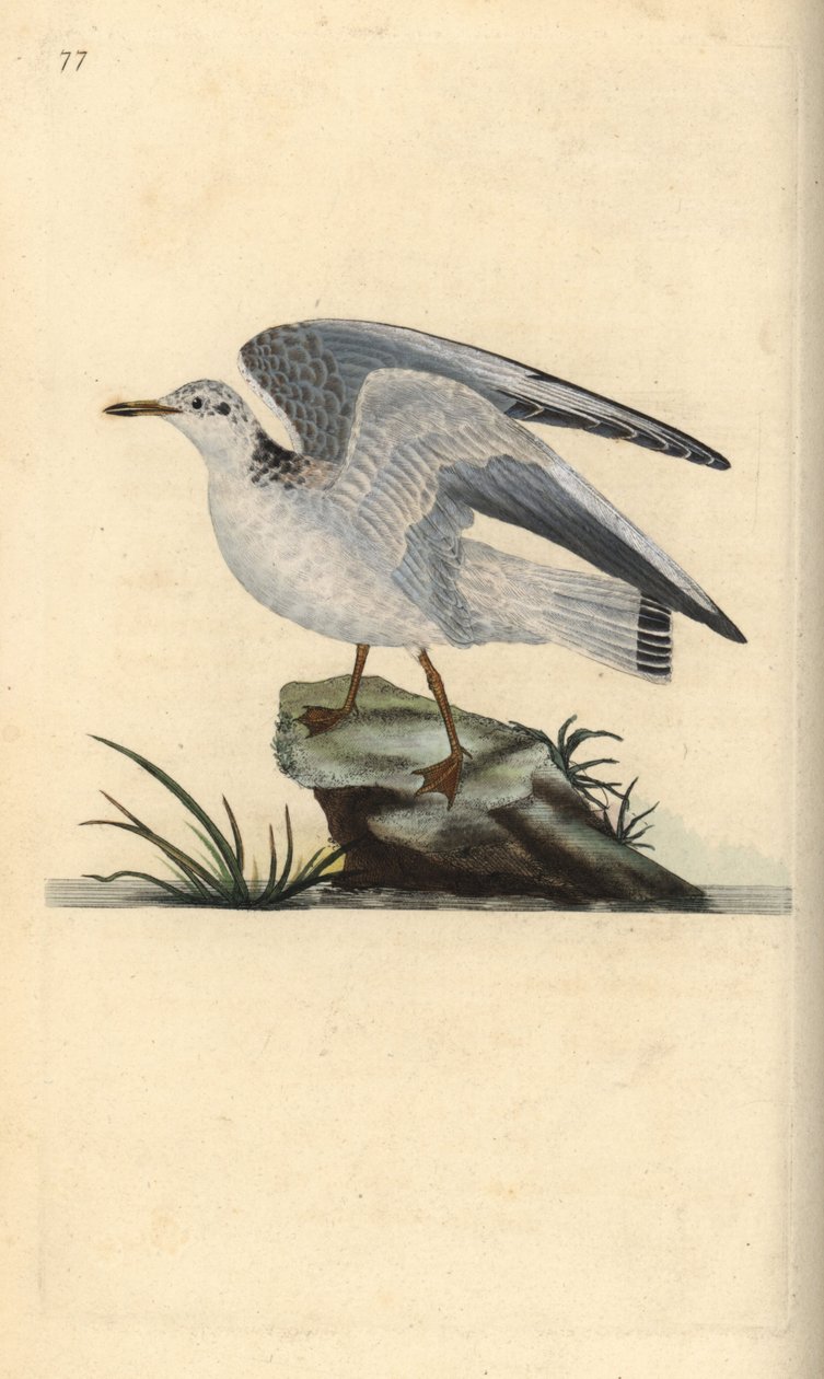 مو أو نورس الشتاء ، Larus canus. لوح نحاسي ملون يدويًا رسمه ونقشه إدوارد دونوفان من كتابه "التاريخ الطبيعي للطيور البريطانية" ، لندن بواسطة إدوارد دونوفان