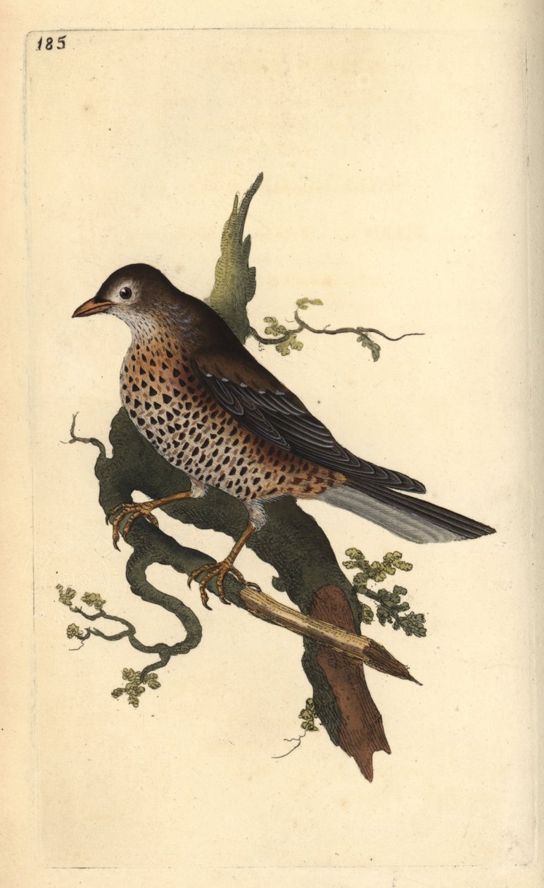 سلاق الضباب ، Turdus viscivorus. لوح نحاسي ملون يدويًا رسمه ونقشه إدوارد دونوفان من كتابه "التاريخ الطبيعي للطيور البريطانية" ، لندن بواسطة إدوارد دونوفان