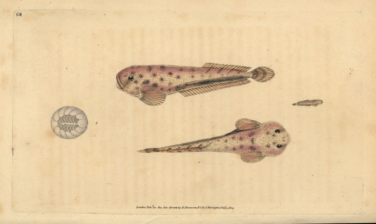 حلزون مونتاجوا البحري ، ليباريس مونتاجوي (صغير الحجم ، Cyclopterus montagui). لوح نحاسي ملون يدويًا رسمه ونقشه إدوارد دونوفان من كتابه "التاريخ الطبيعي للأسماك البريطانية" ، دونوفان وإف سي و ج. بواسطة إدوارد دونوفان