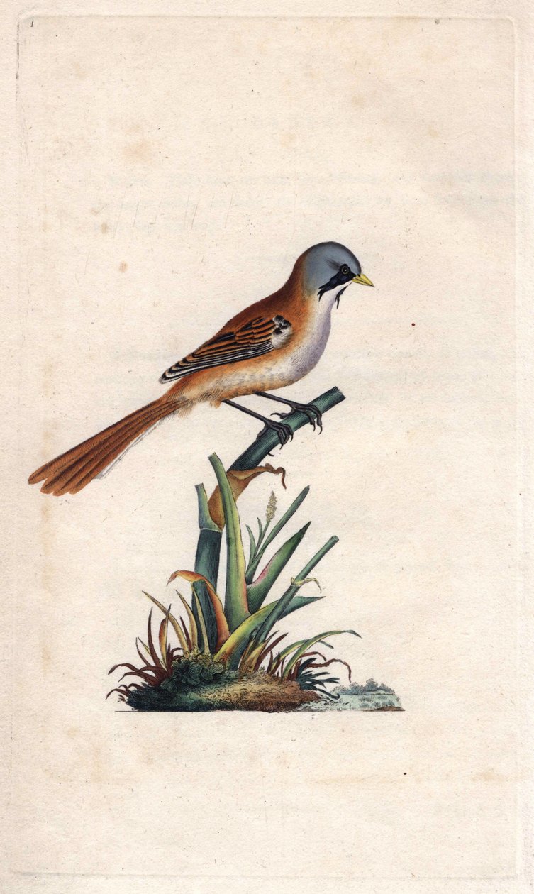 خبز الشارب (passeriforme). Panurus biarmicus (Parus biarmicus). نقش على النحاس بواسطة إدوارد دونوفان (1768-1837) ، نُشر في التاريخ الطبيعي للطيور البريطانية ، لندن بواسطة إدوارد دونوفان
