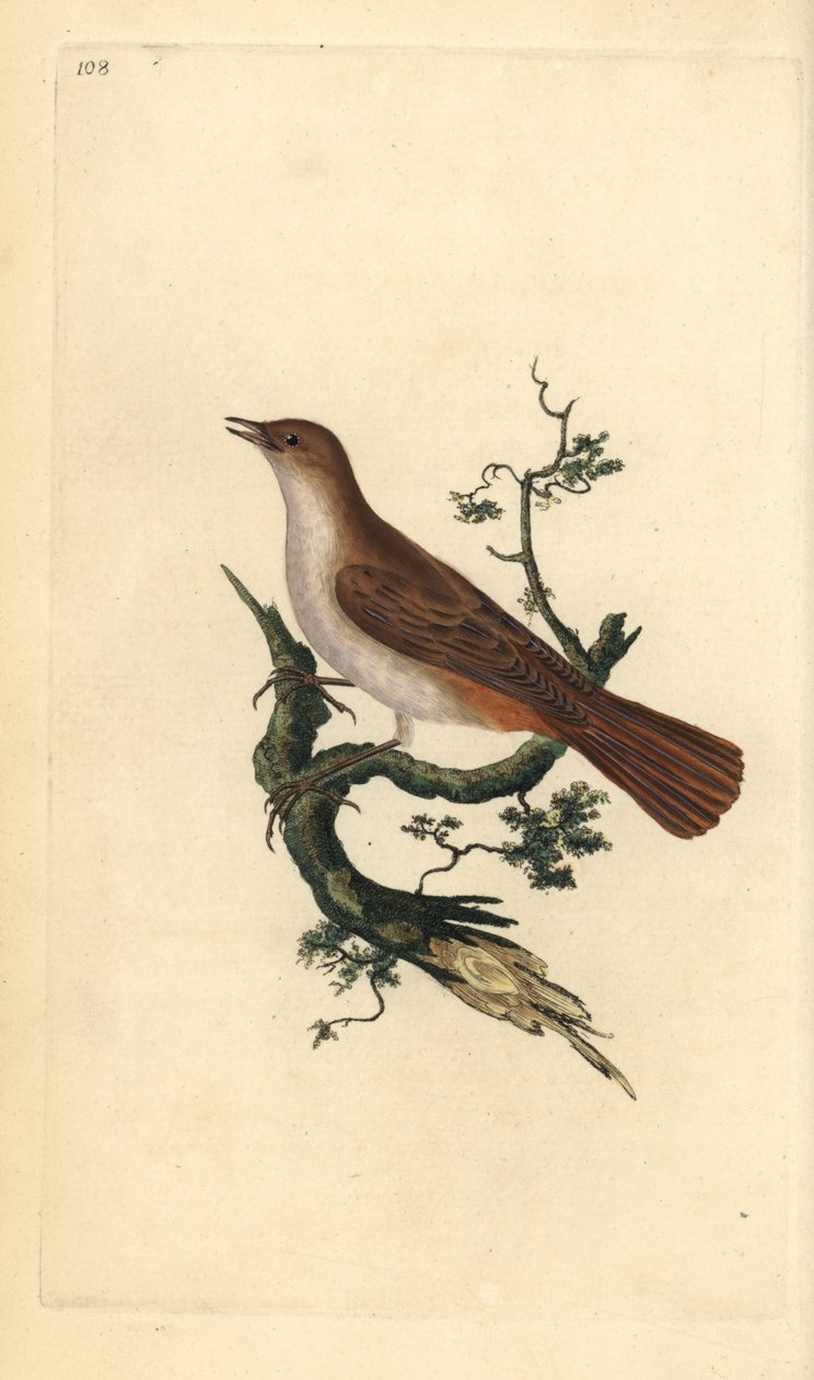 العندليب ، Luscinia megarhynchos. لوح نحاسي ملون يدويًا رسمه ونقشه إدوارد دونوفان من كتابه "التاريخ الطبيعي للطيور البريطانية" ، لندن بواسطة إدوارد دونوفان