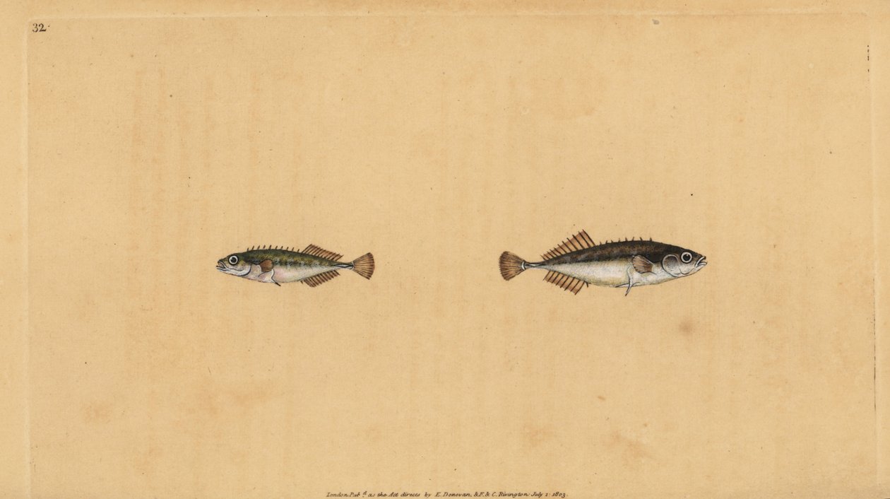 Ninespine stickleback ، Pungitius pungitius (أصغر أو عشرة شوكة الشوكة ، Gasterosteus pungitius). لوح نحاسي ملون يدويًا رسمه ونقشه إدوارد دونوفان من كتابه "التاريخ الطبيعي للأسماك البريطانية" ، دونوفان وإف سي و ج. بواسطة إدوارد دونوفان