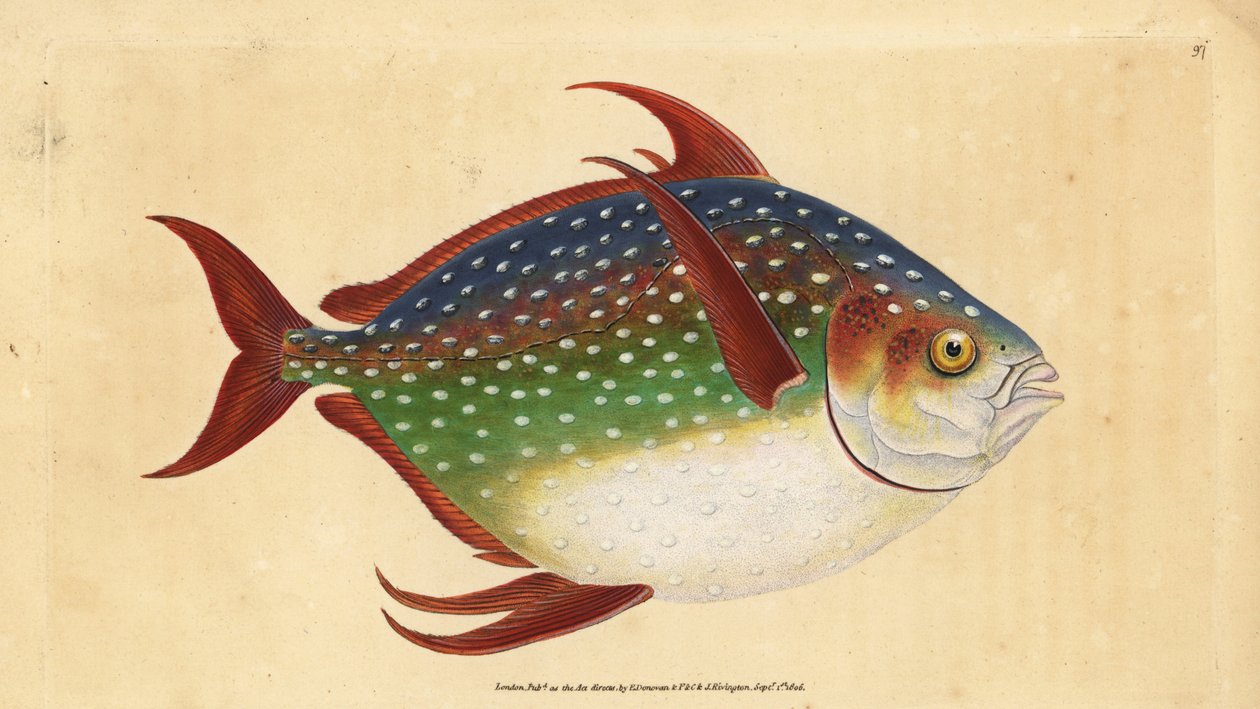 أوبا أو ملك السمك ، Lampris guttatus (زيوس لونا). لوح نحاسي ملون يدويًا رسمه ونقشه إدوارد دونوفان من كتابه التاريخ الطبيعي للأسماك البريطانية دونوفان وف. و ج. ريفينغتون ، لندن بواسطة إدوارد دونوفان