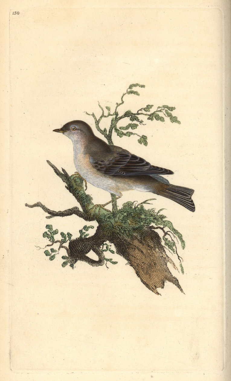 الدخلة Orphean ، Sylvia hydrtensis ، أو أكبر pettyc ربما. لوح نحاسي ملون يدويًا رسمه ونقشه إدوارد دونوفان من كتابه "التاريخ الطبيعي للطيور البريطانية" ، لندن بواسطة إدوارد دونوفان