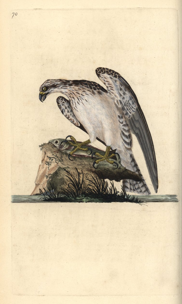 Osprey ، Pandion haliaetus ، يقف على سمكة تم صيدها. لوح نحاسي ملون يدويًا رسمه ونقشه إدوارد دونوفان من كتابه "التاريخ الطبيعي للطيور البريطانية" ، لندن بواسطة إدوارد دونوفان