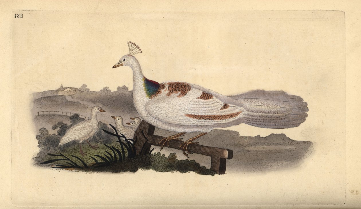 قدم الطاووس ، Pavo cristatus ، أنثى مع صغارها. لوح نحاسي ملون يدويًا رسمه ونقشه إدوارد دونوفان من كتابه "التاريخ الطبيعي للطيور البريطانية" ، لندن بواسطة إدوارد دونوفان