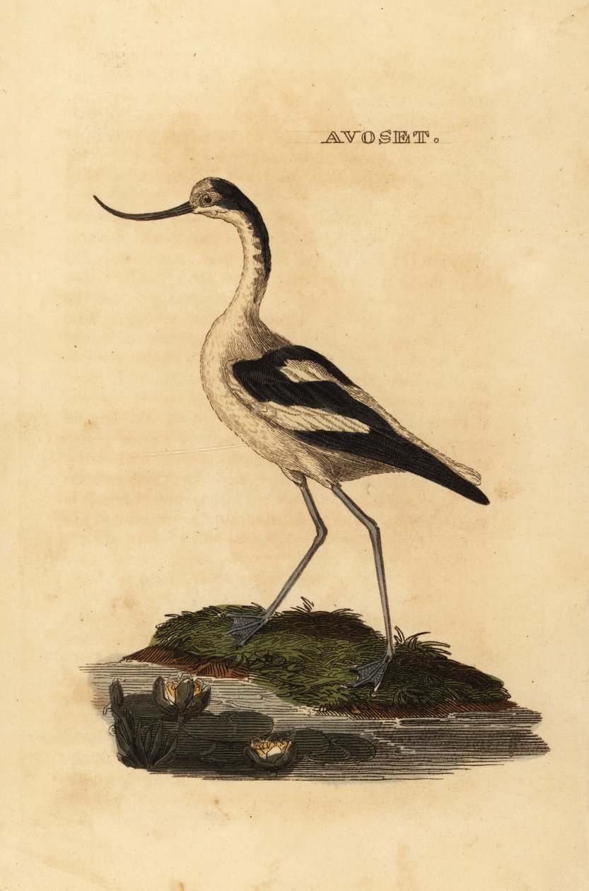 أبيد أفوسيت ، Recurvirostra avocetta بواسطة إدوارد دونوفان