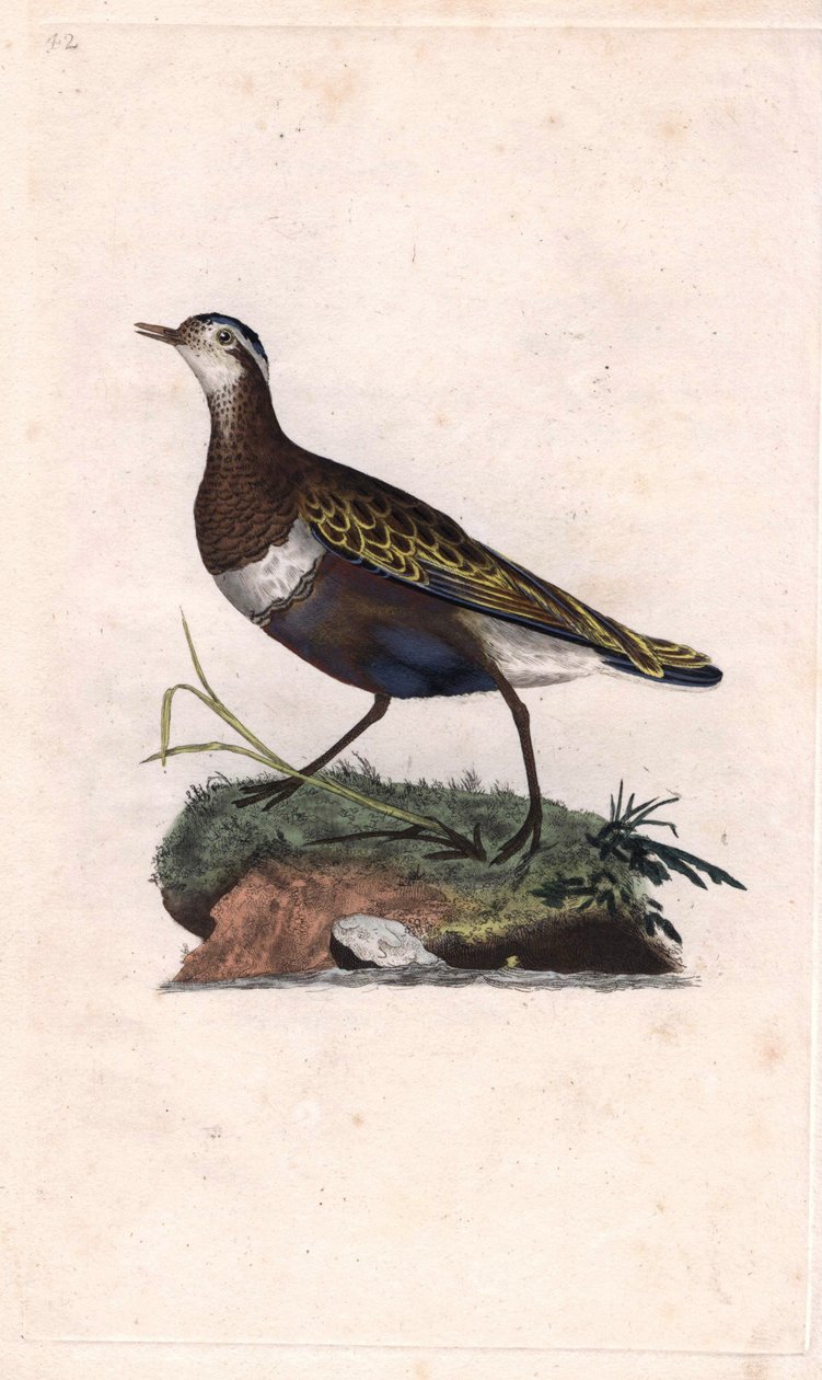 الزقزاق. Eudromias morinellus (Charadrius morinellus). نقش على النحاس بواسطة إدوارد دونوفان (1768-1837) ، نُشر في التاريخ الطبيعي للطيور البريطانية ، لندن بواسطة إدوارد دونوفان