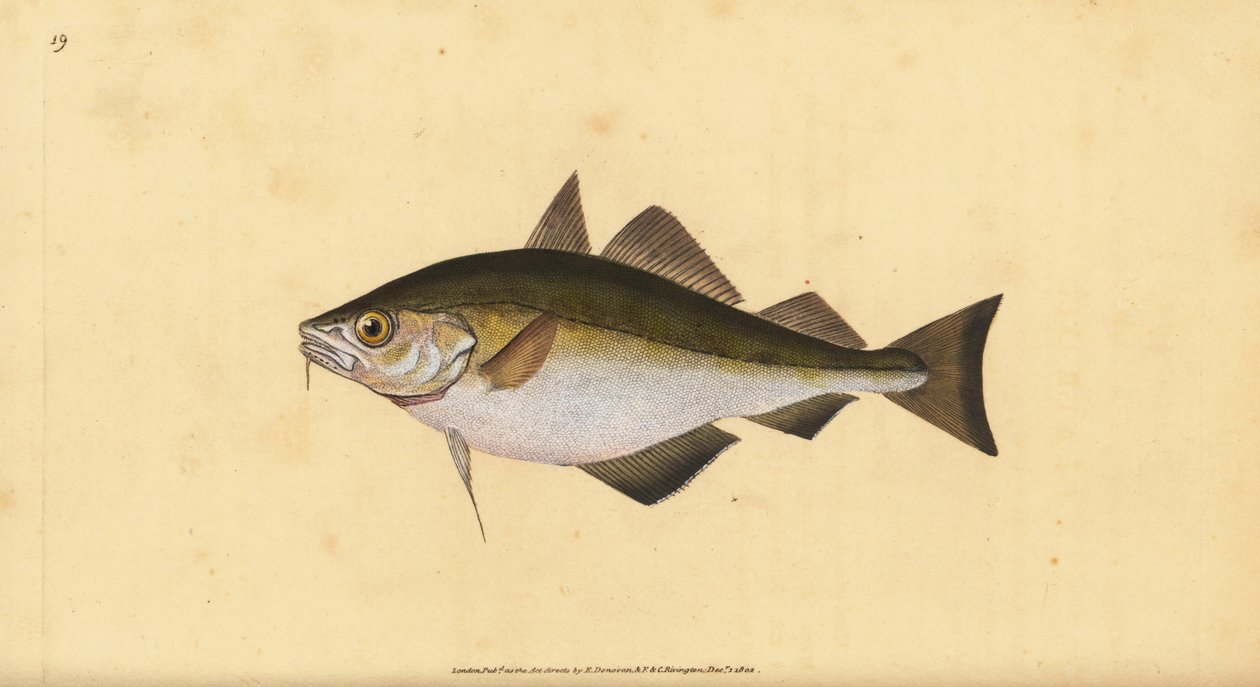 العبوس ، Trisopterus luscus (Bib ، Gadus luscus). لوح نحاسي ملون يدويًا رسمه ونقشه إدوارد دونوفان من كتابه التاريخ الطبيعي للأسماك البريطانية دونوفان وف. و ج. ريفينغتون ، لندن بواسطة إدوارد دونوفان
