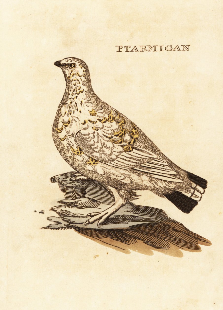 طيهوج Ptarmigan أو لعبة بيضاء ، Lagopus lagopus بواسطة إدوارد دونوفان