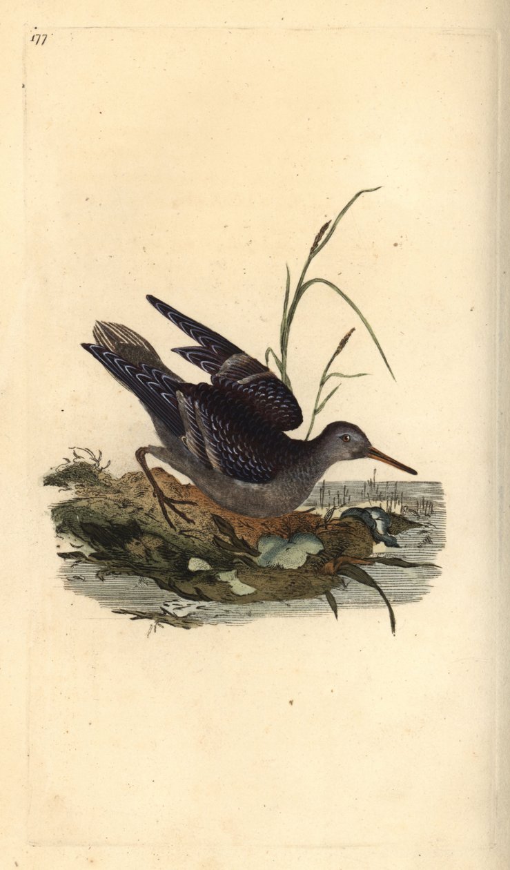 الرمل الأرجواني ، Calidris maritima. لوح نحاسي ملون يدويًا رسمه ونقشه إدوارد دونوفان من كتابه "التاريخ الطبيعي للطيور البريطانية" ، لندن بواسطة إدوارد دونوفان