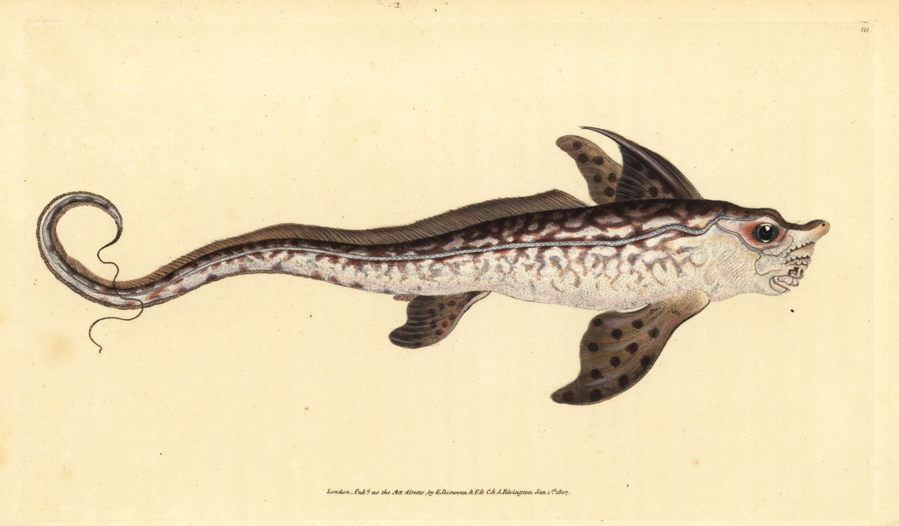 أرنب أو وحش البحر ، Chimaera monstrosa. بالقرب هددت. لوح نحاسي ملون يدويًا رسمه ونقشه إدوارد دونوفان من كتابه التاريخ الطبيعي للأسماك البريطانية دونوفان وف. و ج. ريفينغتون ، لندن بواسطة إدوارد دونوفان