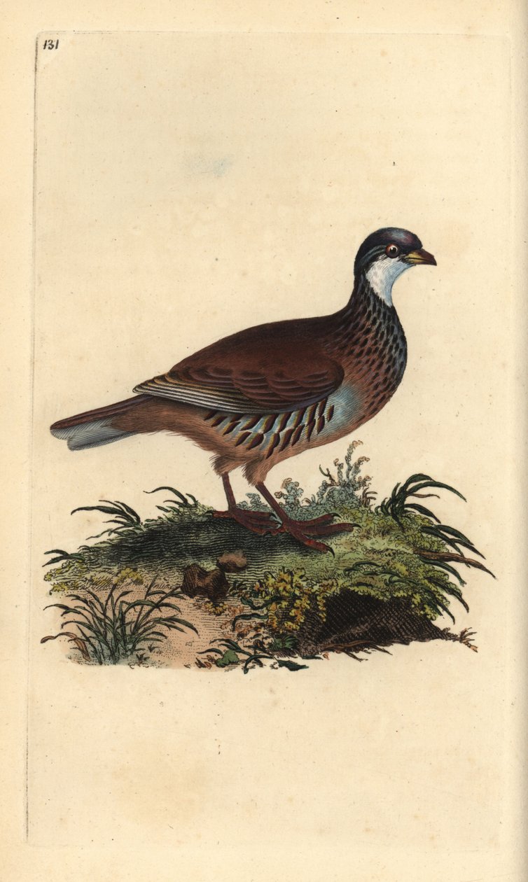 Red-legged partridge, Alectoris rufa. Handcoloured copperplate drawn and engraved by Edward Donovan from his own “Natural History of British Birds” (1794-1819). Edward Donovan (1768-1837) was an Anglo-Irish amateur zoologist, writer, artist and engraver. H بواسطة إدوارد دونوفان