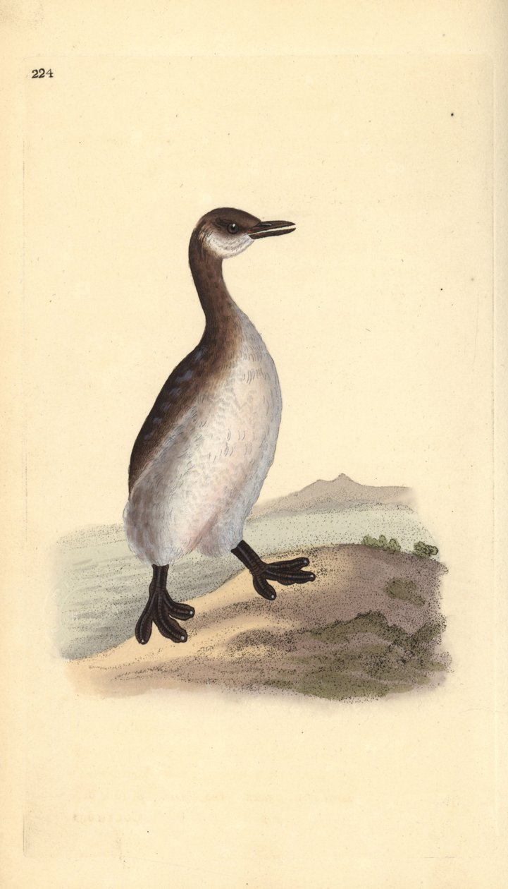 جريب أحمر العنق (أنثى) ، Podiceps grisegena. لوح نحاسي ملون يدويًا رسمه ونقشه إدوارد دونوفان من كتابه "التاريخ الطبيعي للطيور البريطانية" ، لندن بواسطة إدوارد دونوفان