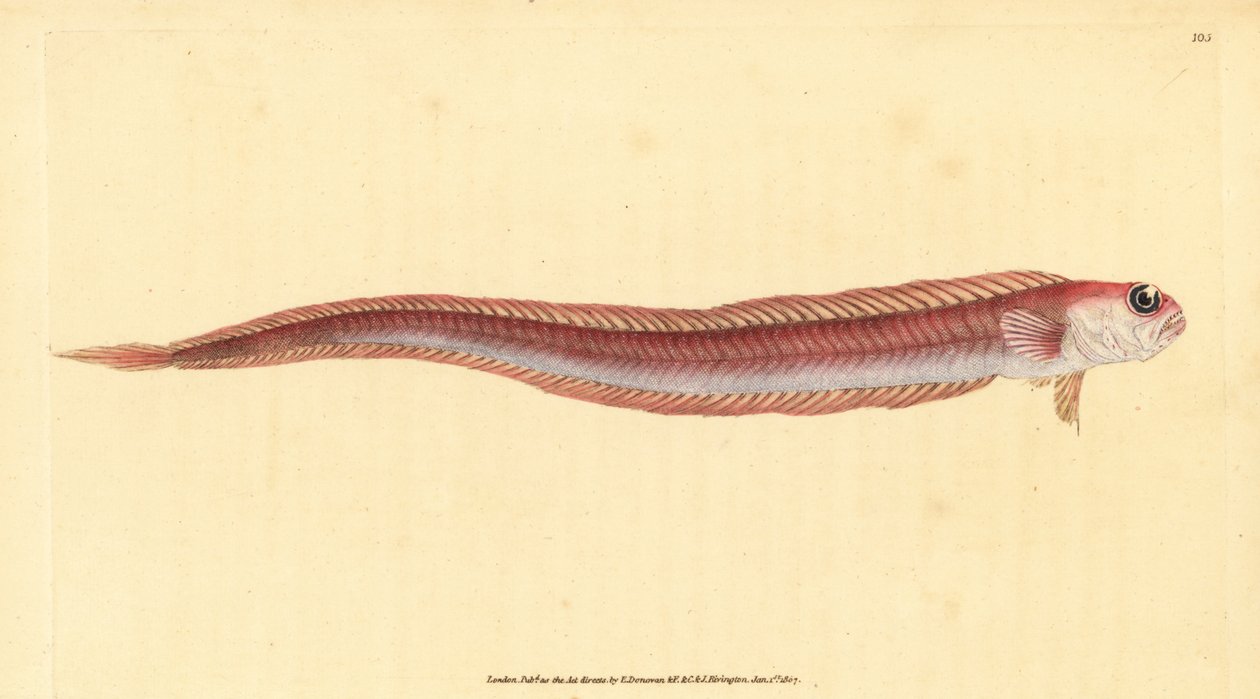 سمكة العصابة الحمراء ، Cepola macrophthalma (أسماك الشريط الأحمر ، Cepola rubescens). لوح نحاسي ملون يدويًا رسمه ونقشه إدوارد دونوفان من كتابه "التاريخ الطبيعي للأسماك البريطانية" ، دونوفان وإف سي وجيه. ريفينغتون ، لندن بواسطة إدوارد دونوفان