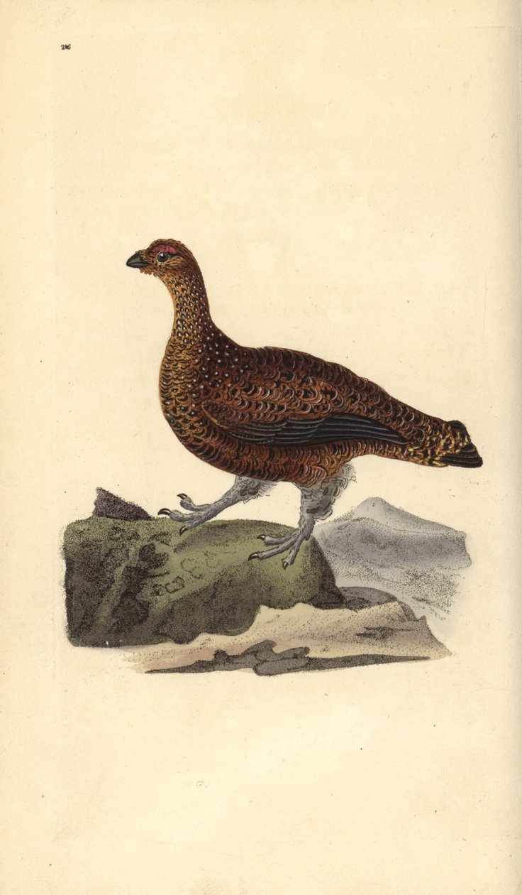 طيهوج أحمر (أنثى) ، Lagopus scotica. لوح نحاسي ملون يدويًا رسمه ونقشه إدوارد دونوفان من كتابه "التاريخ الطبيعي للطيور البريطانية" ، لندن بواسطة إدوارد دونوفان