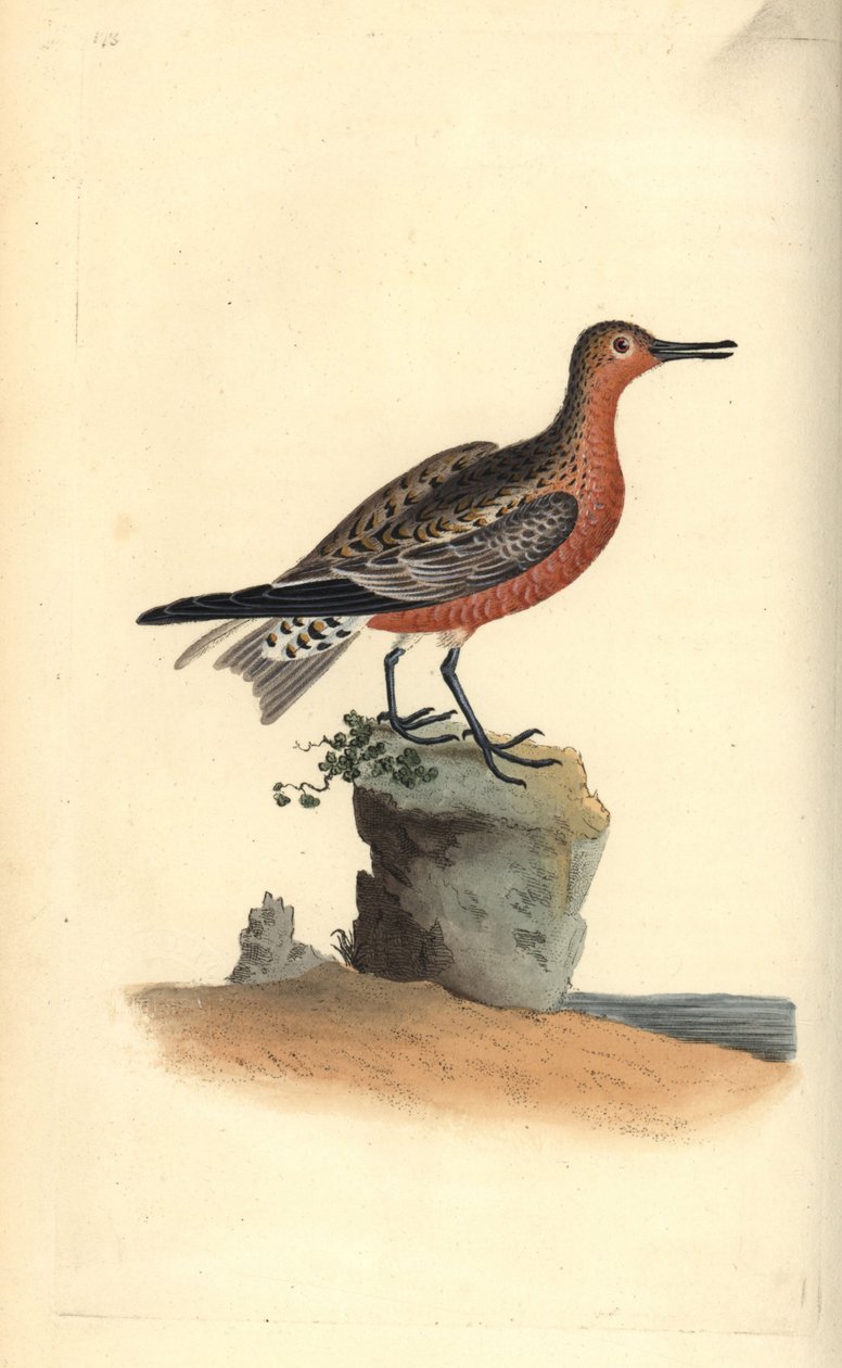 عقدة حمراء ، Calidris canutus. لوح نحاسي ملون يدويًا رسمه ونقشه إدوارد دونوفان من كتابه "التاريخ الطبيعي للطيور البريطانية" ، لندن بواسطة إدوارد دونوفان
