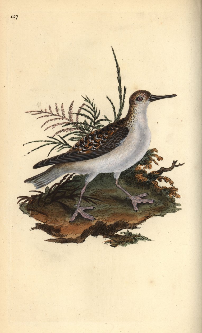 الفالروب الأحمر ، Phalaropus fulicarius. لوح نحاسي ملون يدويًا رسمه ونقشه إدوارد دونوفان من كتابه "التاريخ الطبيعي للطيور البريطانية" ، لندن بواسطة إدوارد دونوفان