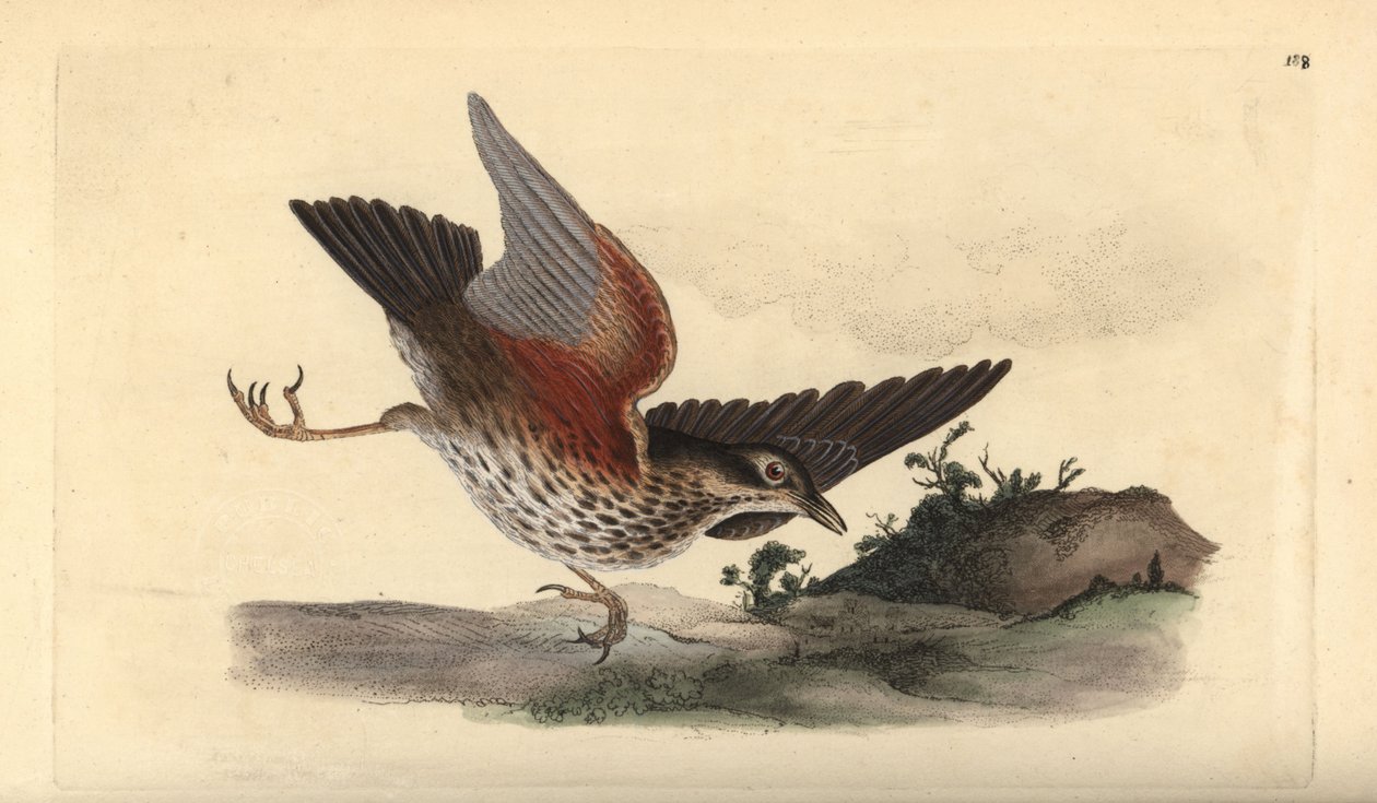الجناح الأحمر ، Turdus iliacus. لوح نحاسي ملون يدويًا رسمه ونقشه إدوارد دونوفان من كتابه "التاريخ الطبيعي للطيور البريطانية" ، لندن بواسطة إدوارد دونوفان