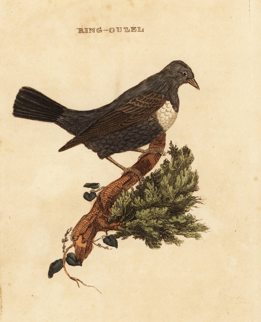 حلقة ouzel ، Turdus torquatus بواسطة إدوارد دونوفان