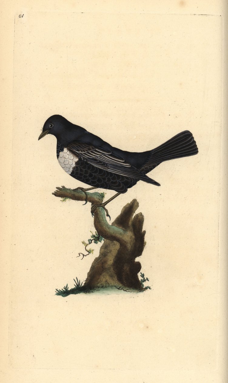 حلقة ouzel ، Turdus torquatus. لوح نحاسي ملون يدويًا رسمه ونقشه إدوارد دونوفان من كتابه "التاريخ الطبيعي للطيور البريطانية" ، لندن بواسطة إدوارد دونوفان
