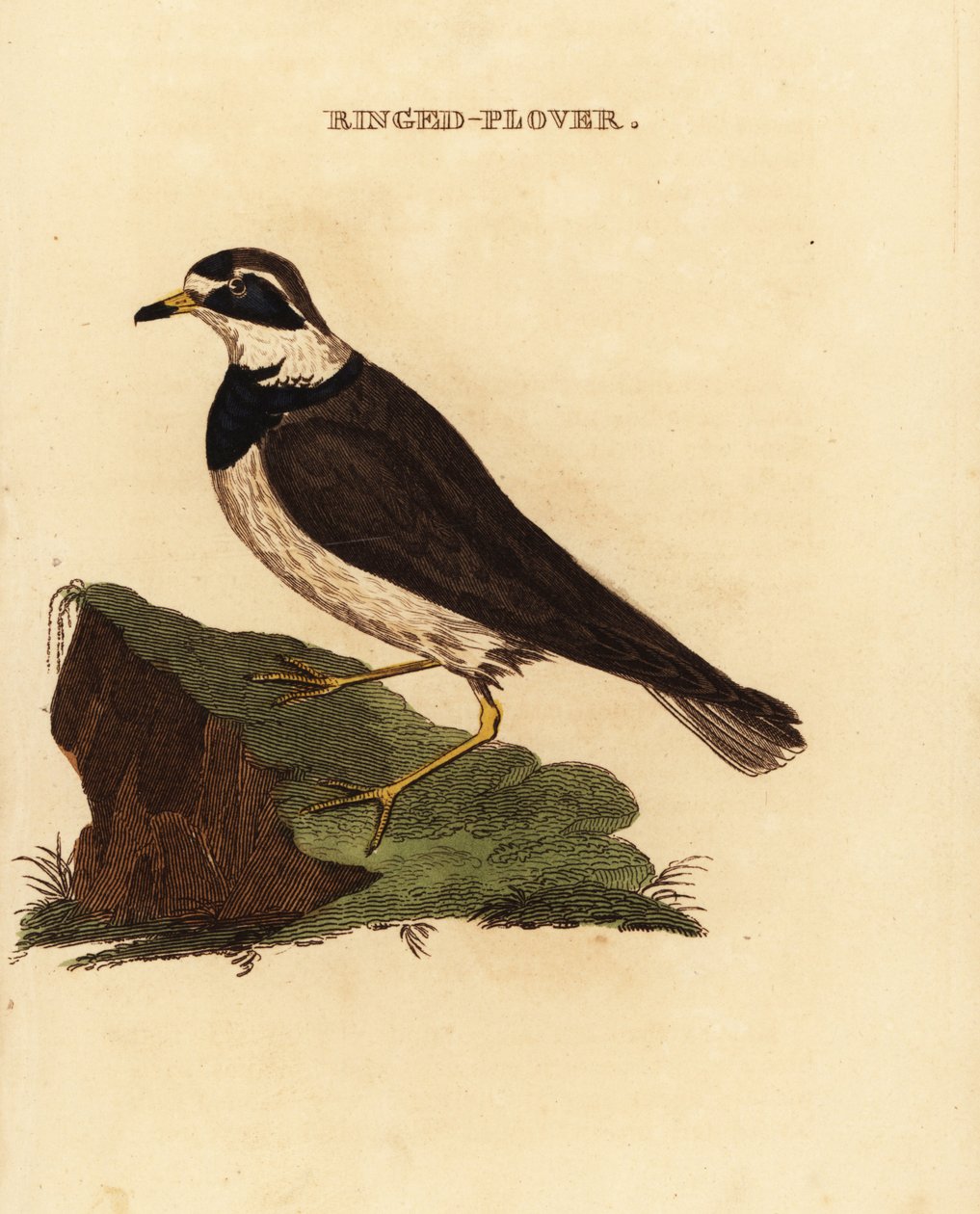 الزقزاق الحلقية ، Charadrius hiaticula بواسطة إدوارد دونوفان