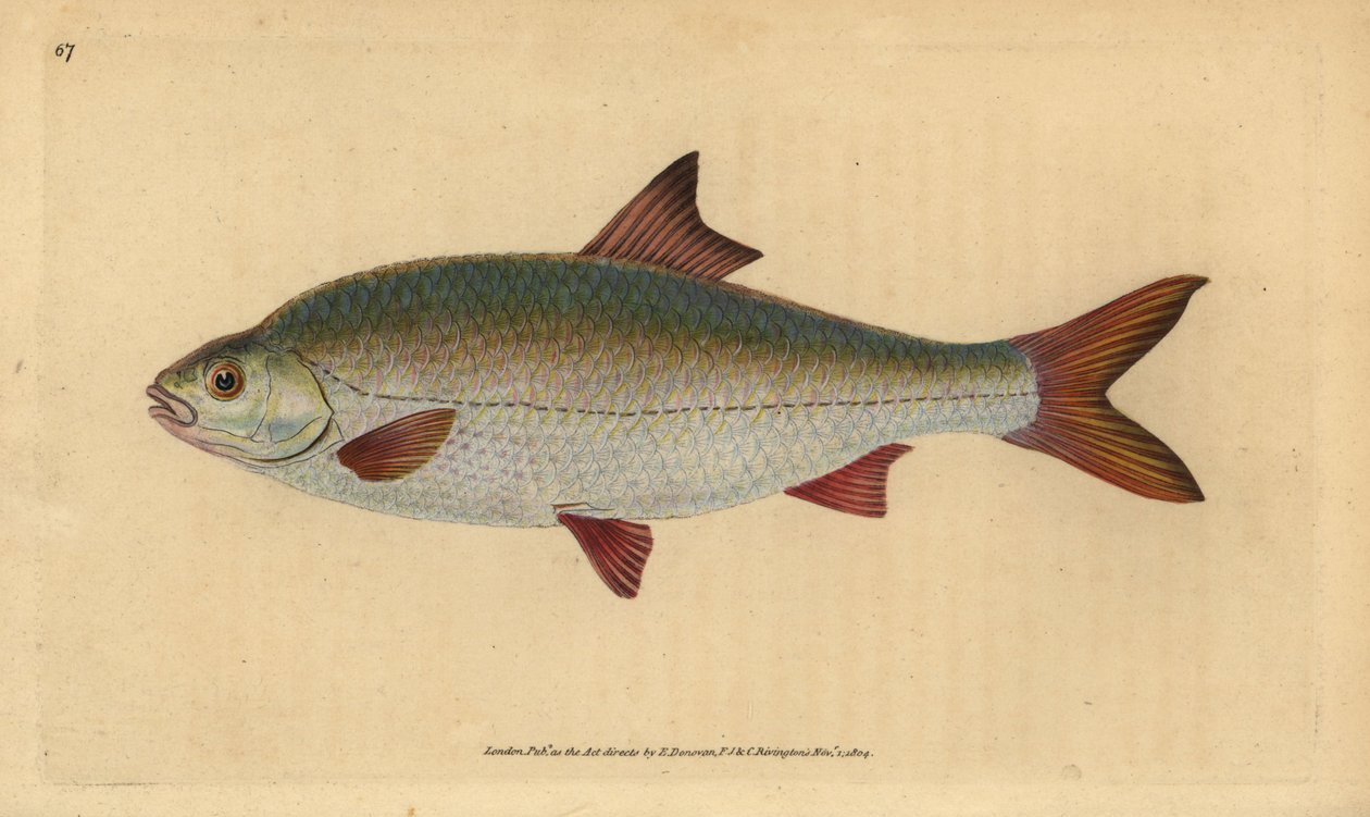 روتش ، روتيلوس روتيلوس (Cyprinus ritulus). لوح نحاسي ملون يدويًا رسمه ونقشه إدوارد دونوفان من كتابه "التاريخ الطبيعي للأسماك البريطانية" ، دونوفان وإف سي و ج. بواسطة إدوارد دونوفان