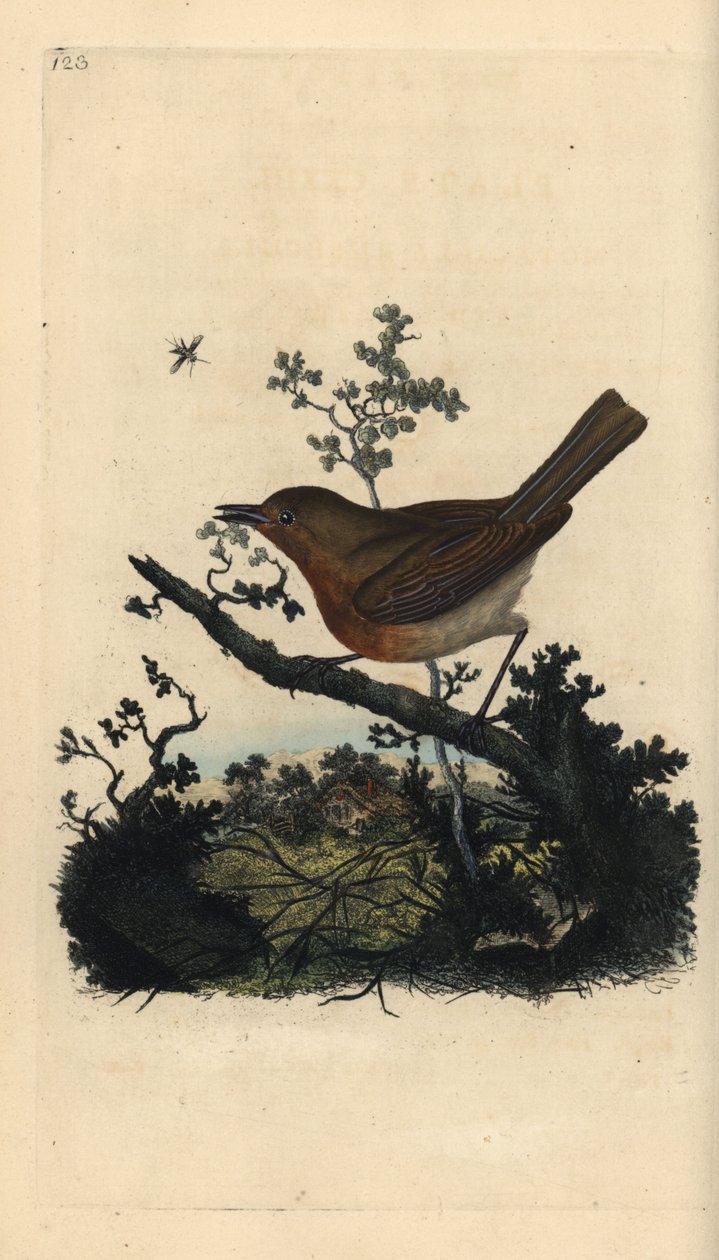 Robin redbreast ، erithacus rubecula. لوح نحاسي ملون يدويًا رسمه ونقشه إدوارد دونوفان من كتابه "التاريخ الطبيعي للطيور البريطانية" ، لندن بواسطة إدوارد دونوفان