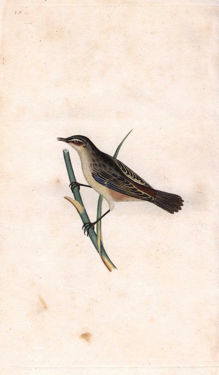 رود فراجميت. Acrocephalus schoenobaenus (Motacilla salicaria). نقش على النحاس بواسطة إدوارد دونوفان (1768-1837) ، نُشر في التاريخ الطبيعي للطيور البريطانية ، لندن بواسطة إدوارد دونوفان