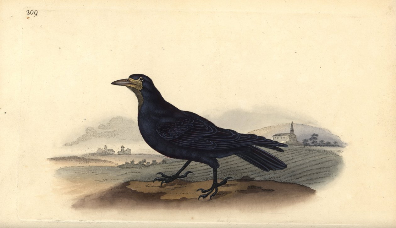 الرخ ، كورفوس frugilegus. لوح نحاسي ملون يدويًا رسمه ونقشه إدوارد دونوفان من كتابه "التاريخ الطبيعي للطيور البريطانية" ، لندن بواسطة إدوارد دونوفان