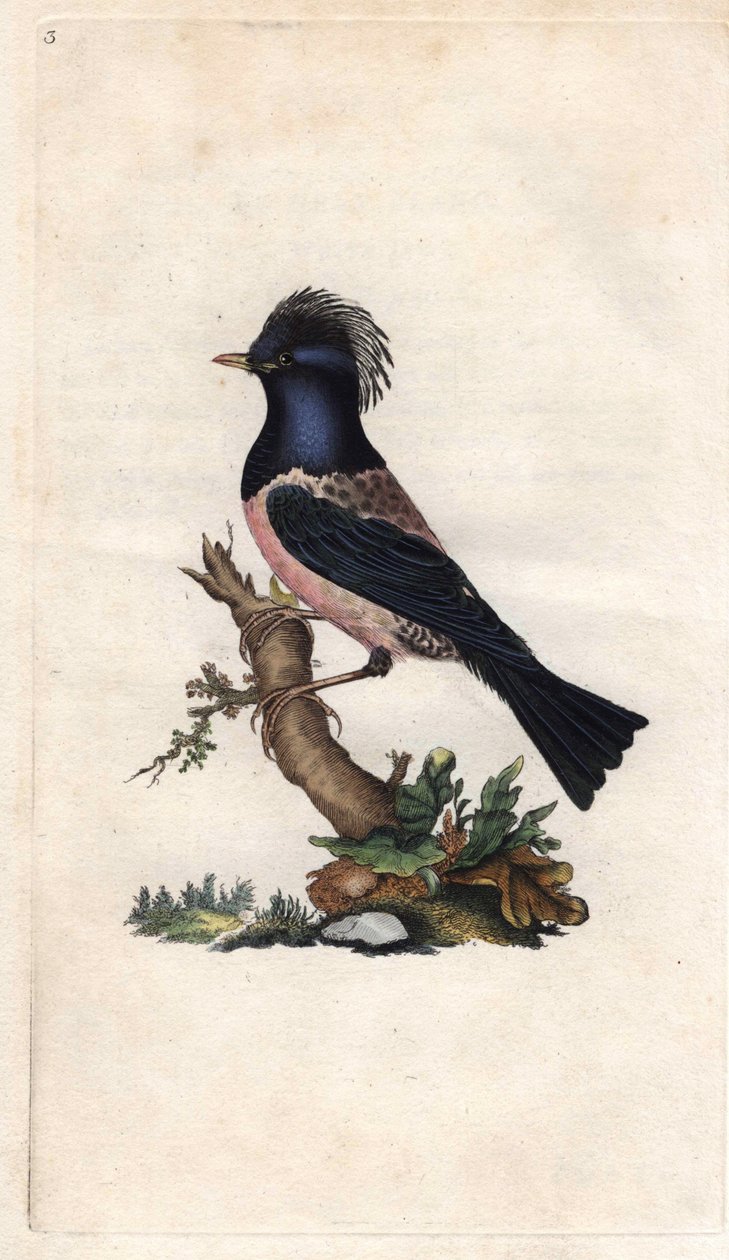 زرزور فينش. Sturnus roseus (Turdus roseus). نقش على النحاس بواسطة إدوارد دونوفان (1768-1837) ، نُشر في التاريخ الطبيعي للطيور البريطانية ، لندن بواسطة إدوارد دونوفان