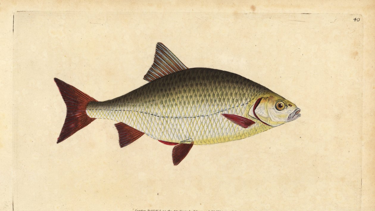 Rudd ، Scardinius erythrophthalmus (العين الحمراء ، Cyprinus erythrophthalmus). لوح نحاسي ملون يدويًا رسمه ونقشه إدوارد دونوفان من كتابه "التاريخ الطبيعي للأسماك البريطانية" ، دونوفان وإف سي و ج. بواسطة إدوارد دونوفان