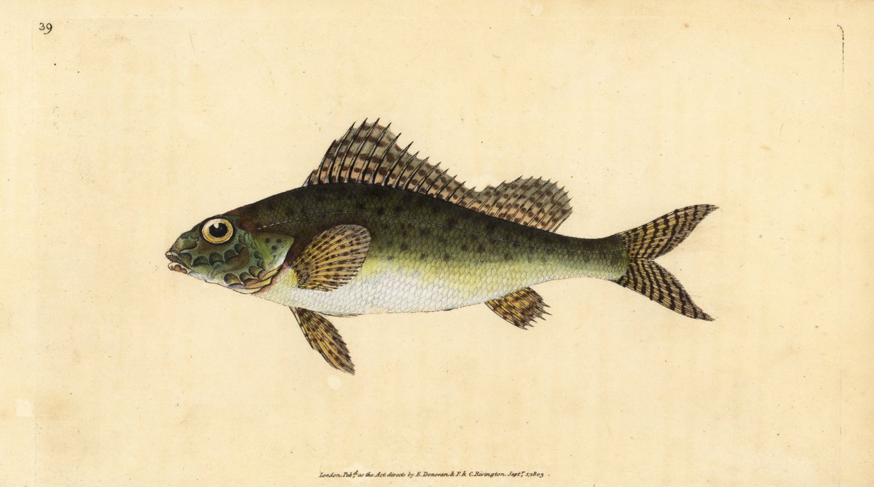 روف ، Gymnocephalus cernua (بيركا سيرنوا). لوح نحاسي ملون يدويًا رسمه ونقشه إدوارد دونوفان من كتابه "التاريخ الطبيعي للأسماك البريطانية" ، دونوفان وإف سي وجيه. ريفينغتون ، لندن بواسطة إدوارد دونوفان