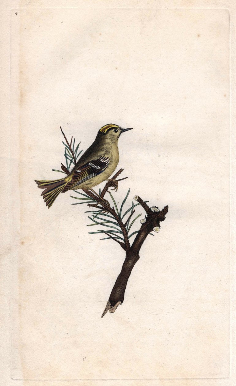 روب الملك. Regulus regulus (Motacilla regulus). نقش على النحاس بواسطة إدوارد دونوفان (1768-1837) ، نُشر في التاريخ الطبيعي للطيور البريطانية ، لندن بواسطة إدوارد دونوفان