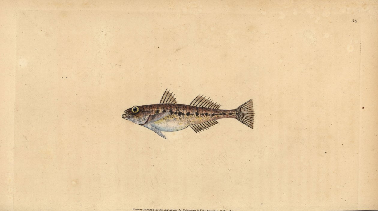 غوبي الرمل ، Pomatoschistus minutus (Spotted goby ، Gobius minutus). لوح نحاسي ملون يدويًا رسمه ونقشه إدوارد دونوفان من كتابه "التاريخ الطبيعي للأسماك البريطانية" ، دونوفان وإف سي و ج. بواسطة إدوارد دونوفان