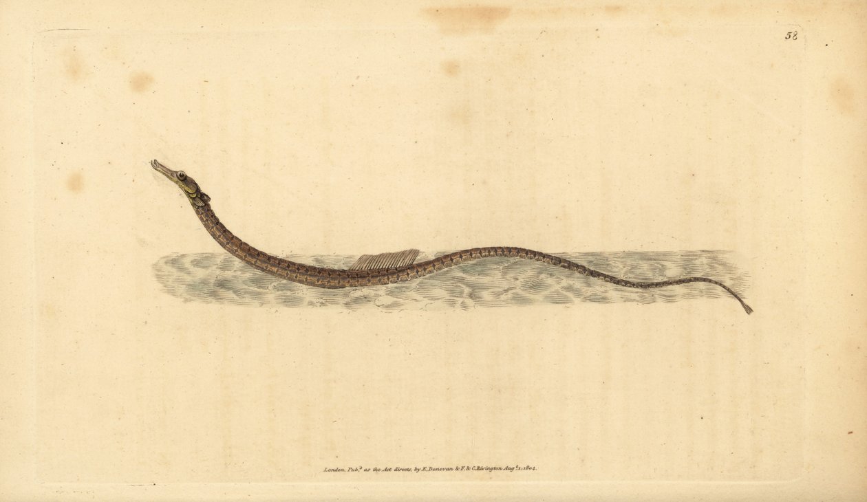 Sargassum pipefish أو أسماك الأنابيب السطحية. لوح نحاسي ملون يدويًا رسمه ونقشه إدوارد دونوفان من كتابه "التاريخ الطبيعي للأسماك البريطانية" ، دونوفان وإف سي و ج. بواسطة إدوارد دونوفان