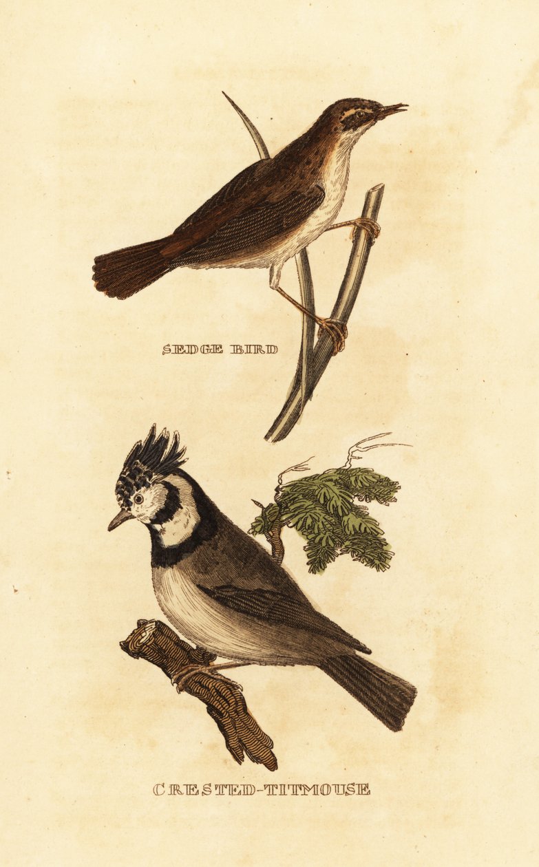 Sedge warbler ، Acrocephalus schoenobaenus ، والحلمة الأوروبية المتوجة ، Lophophanes cristatus بواسطة إدوارد دونوفان