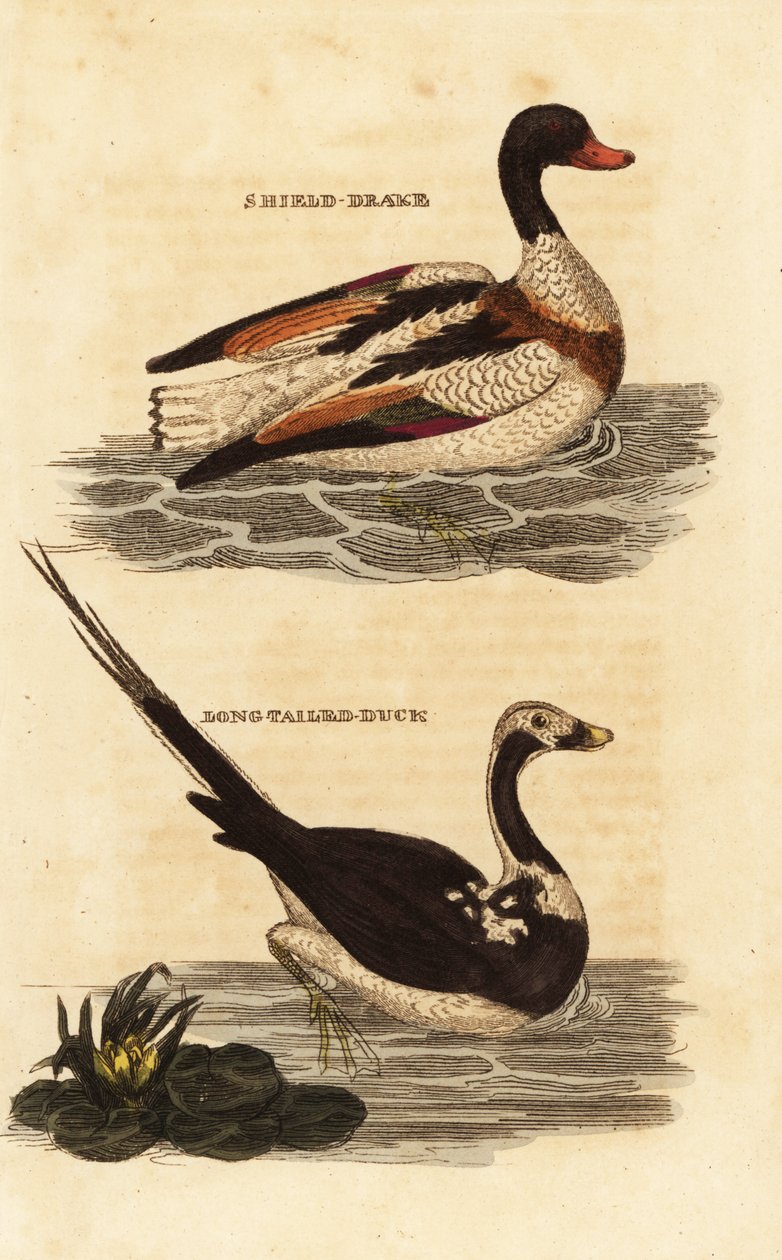 Shelduck ، Tadorna tadorna ، والبط طويل الذيل ، Clangula hyemalis بواسطة إدوارد دونوفان